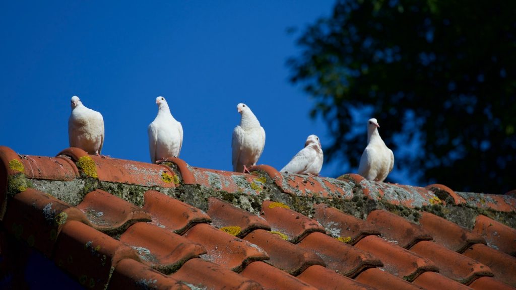 animal animal photography avian birds 422210 Roof Cleaning