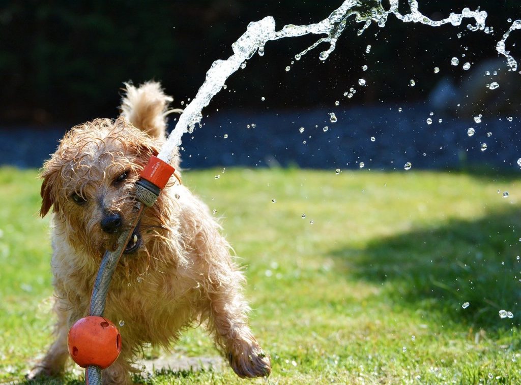 dog 1310545 1280 Lawn Care
