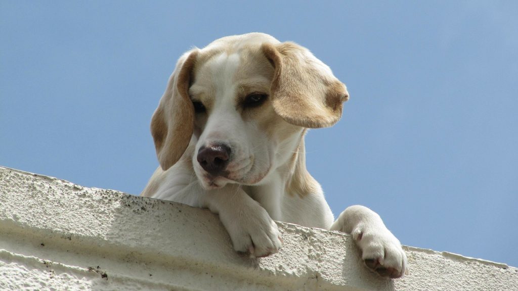 dog 263552 1280 e1593295835164 Roof Cleaning
